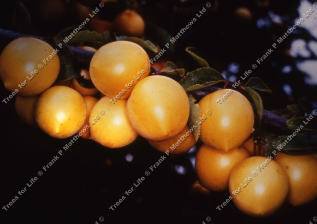 Mirabelle Trees